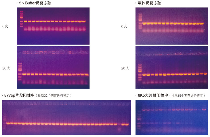 ZC205菌落驗證圖.jpg